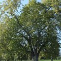 Platanus orientalis Trianon